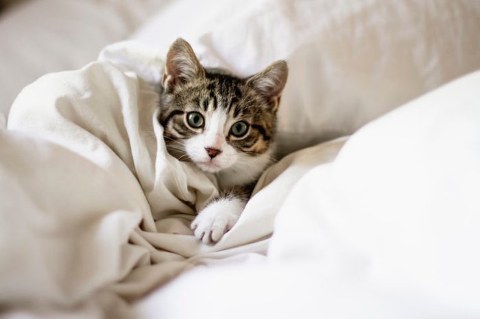 pet cat in bed