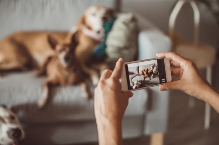 taking a picture of dogs on couch