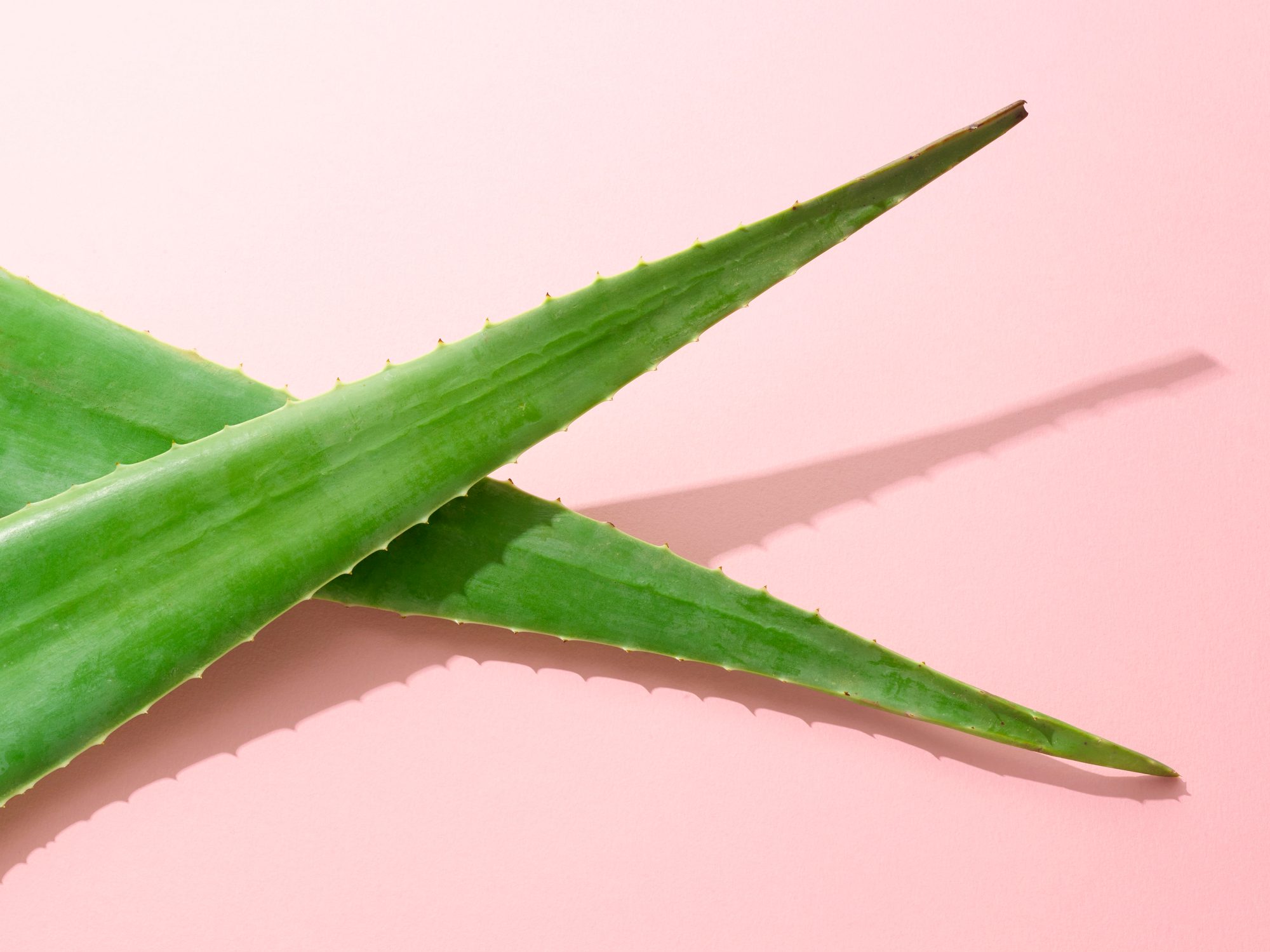 Aloe Vera Juice Benefits And Risks From Nutritionists The Healthy