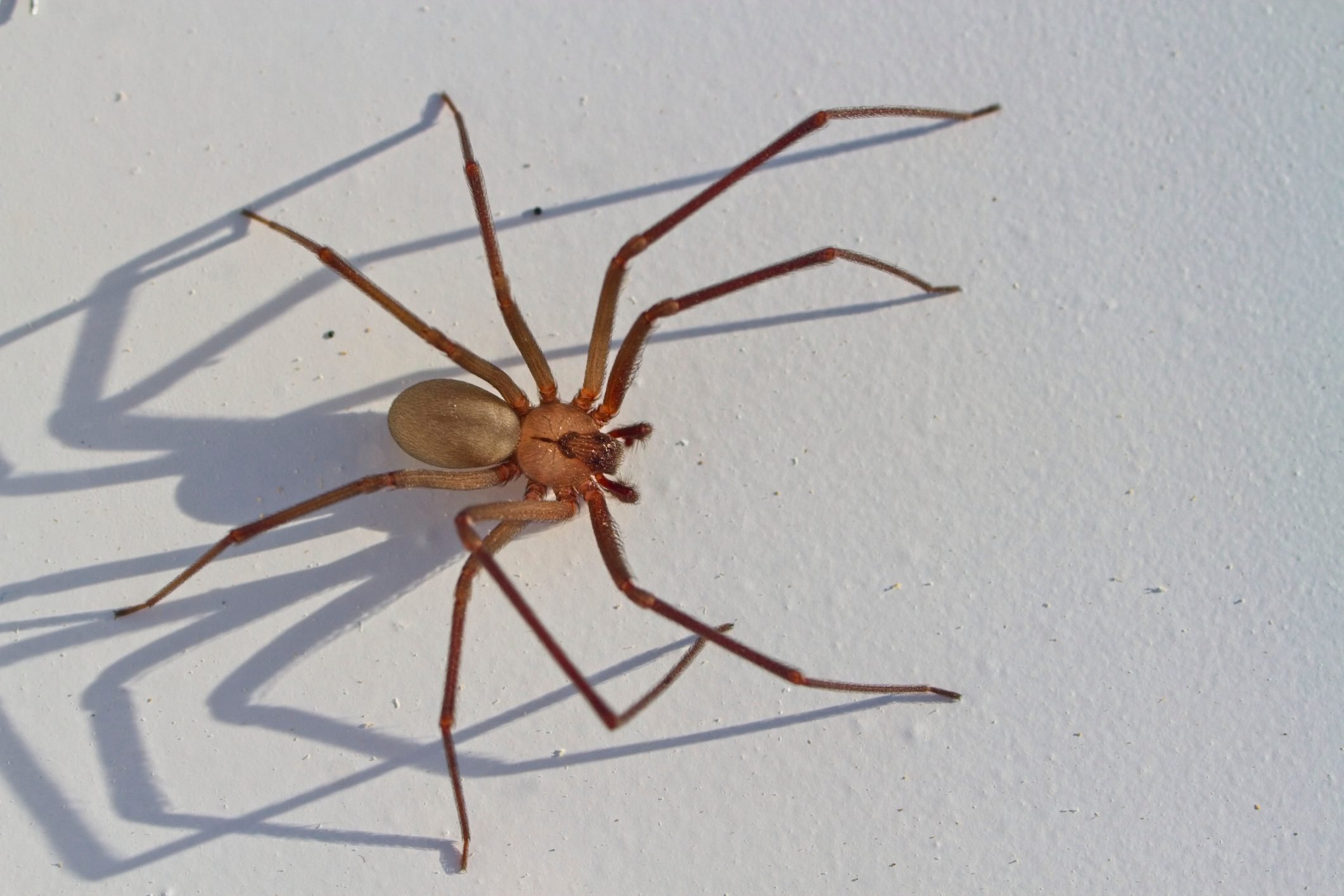 How to Identify and Treat Recluse (Fiddleback) Spider Bites