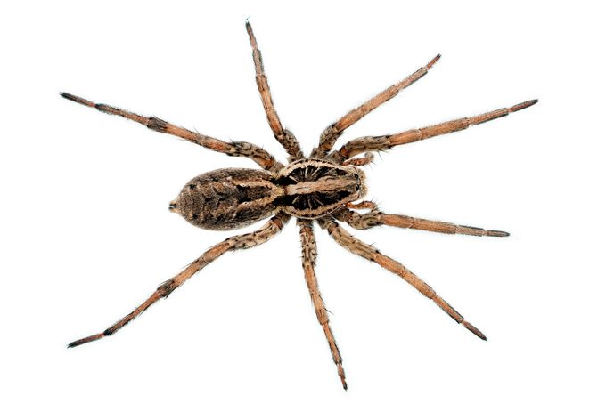 wolf spider from above