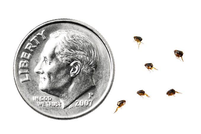 fleas compared to dime