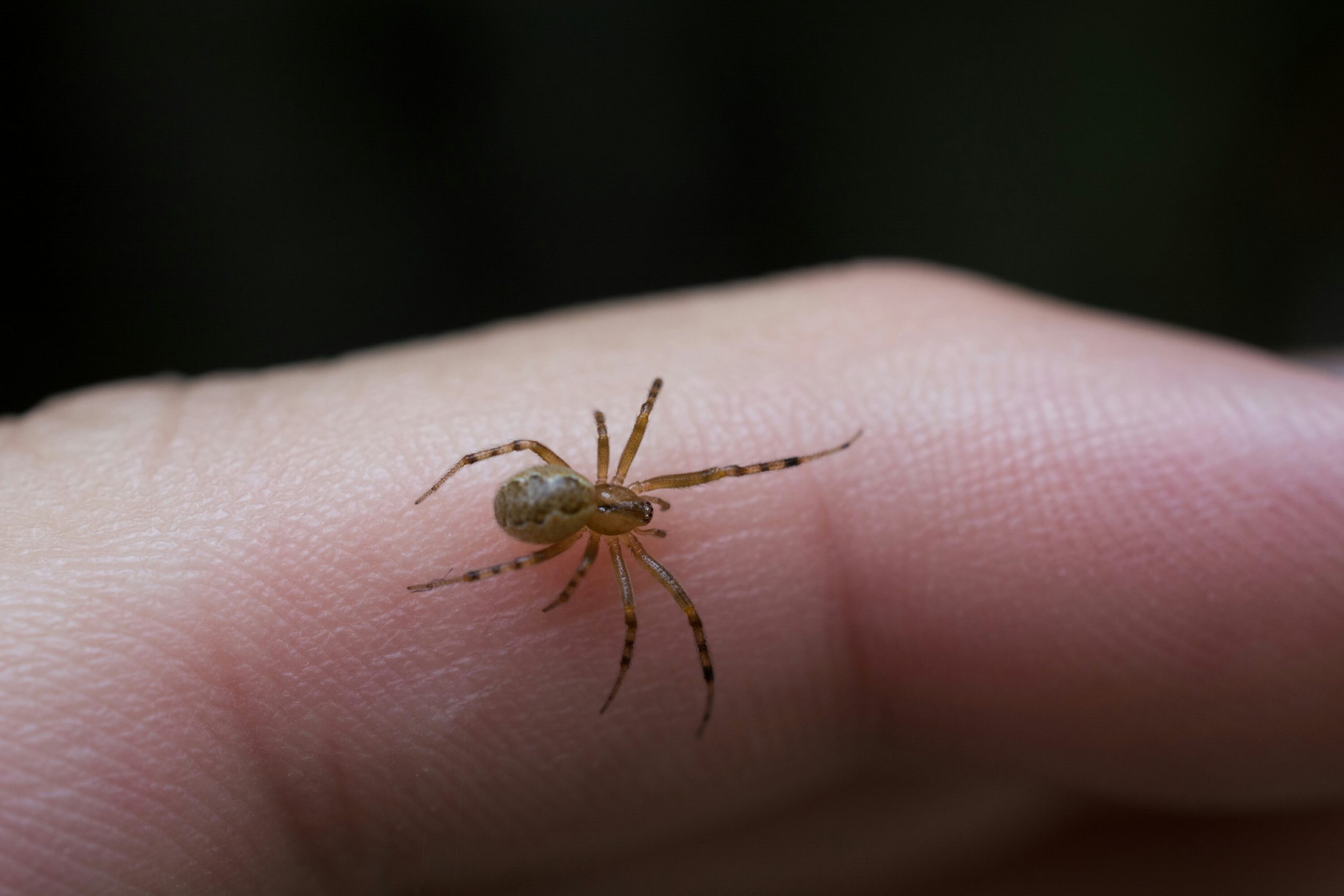 What Spider Bites Look Like—and When to Call the Doctor | The Healthy
