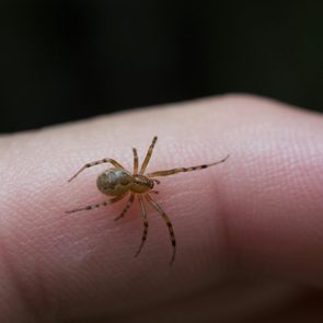 close up of small spider on a person's hand