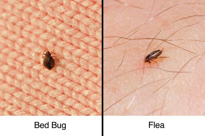 bed bug vs flea
