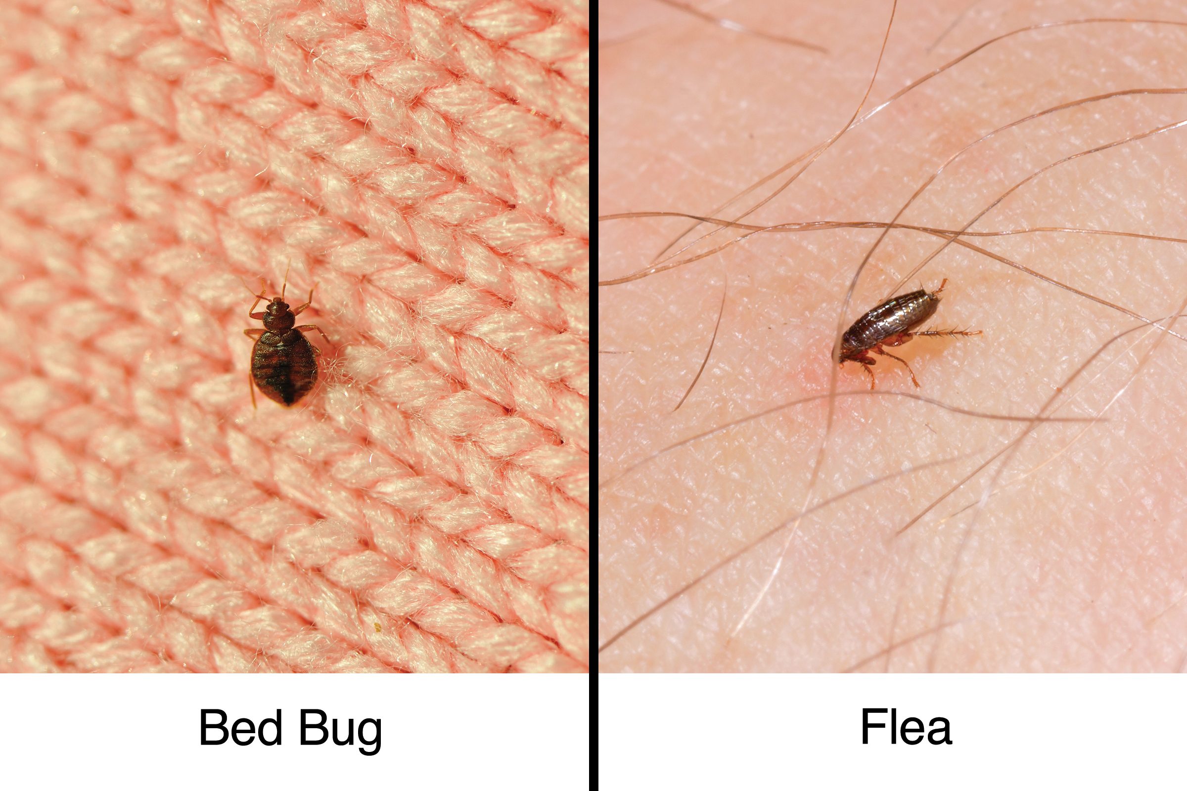 fleas on bed mattress