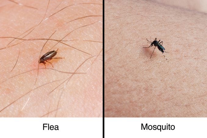 flea vs mosquito