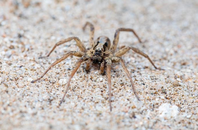 close up of wolf spider