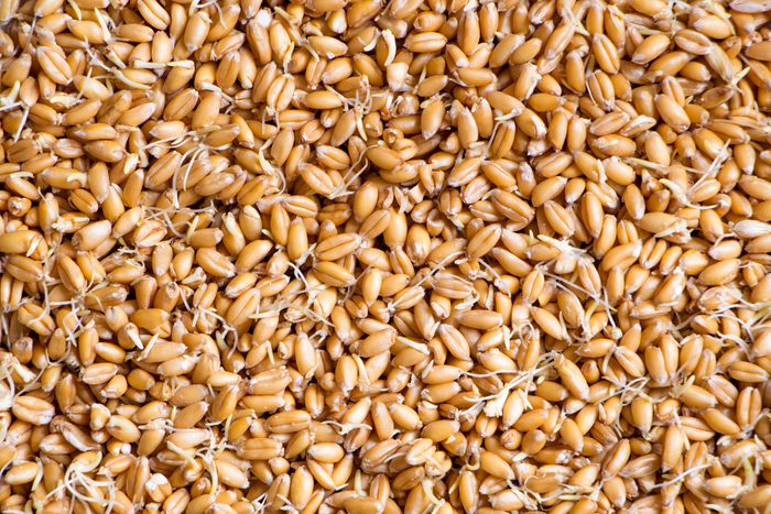 Wheat with sprouted germs background