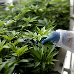 close up of a technician inspecting the leaves of cannabis plants