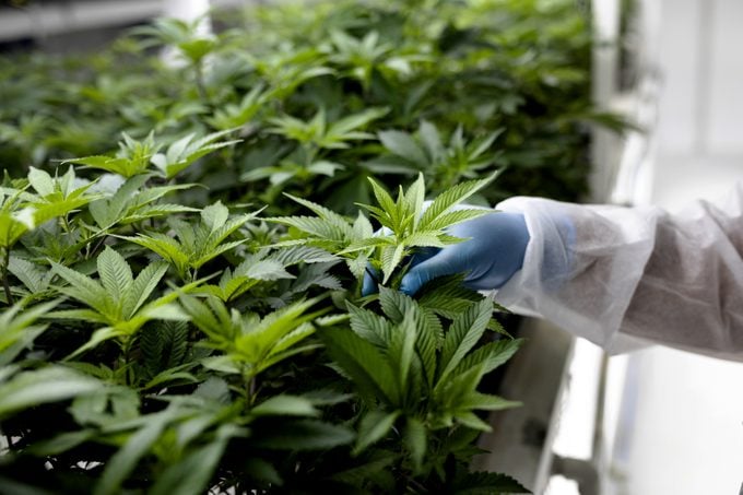 close up of a technician inspecting the leaves of cannabis plants