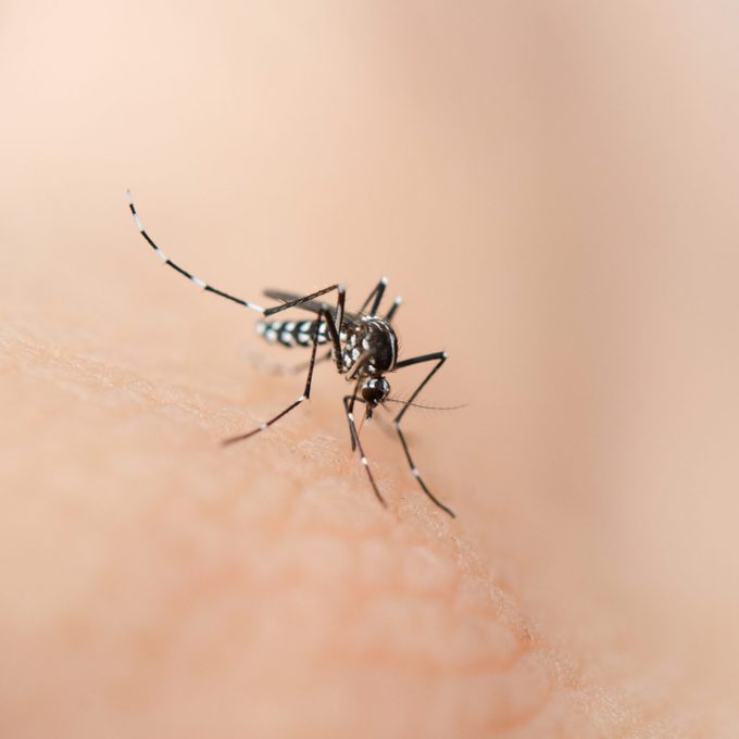 Close-Up Of Mosquito On Human Skin
