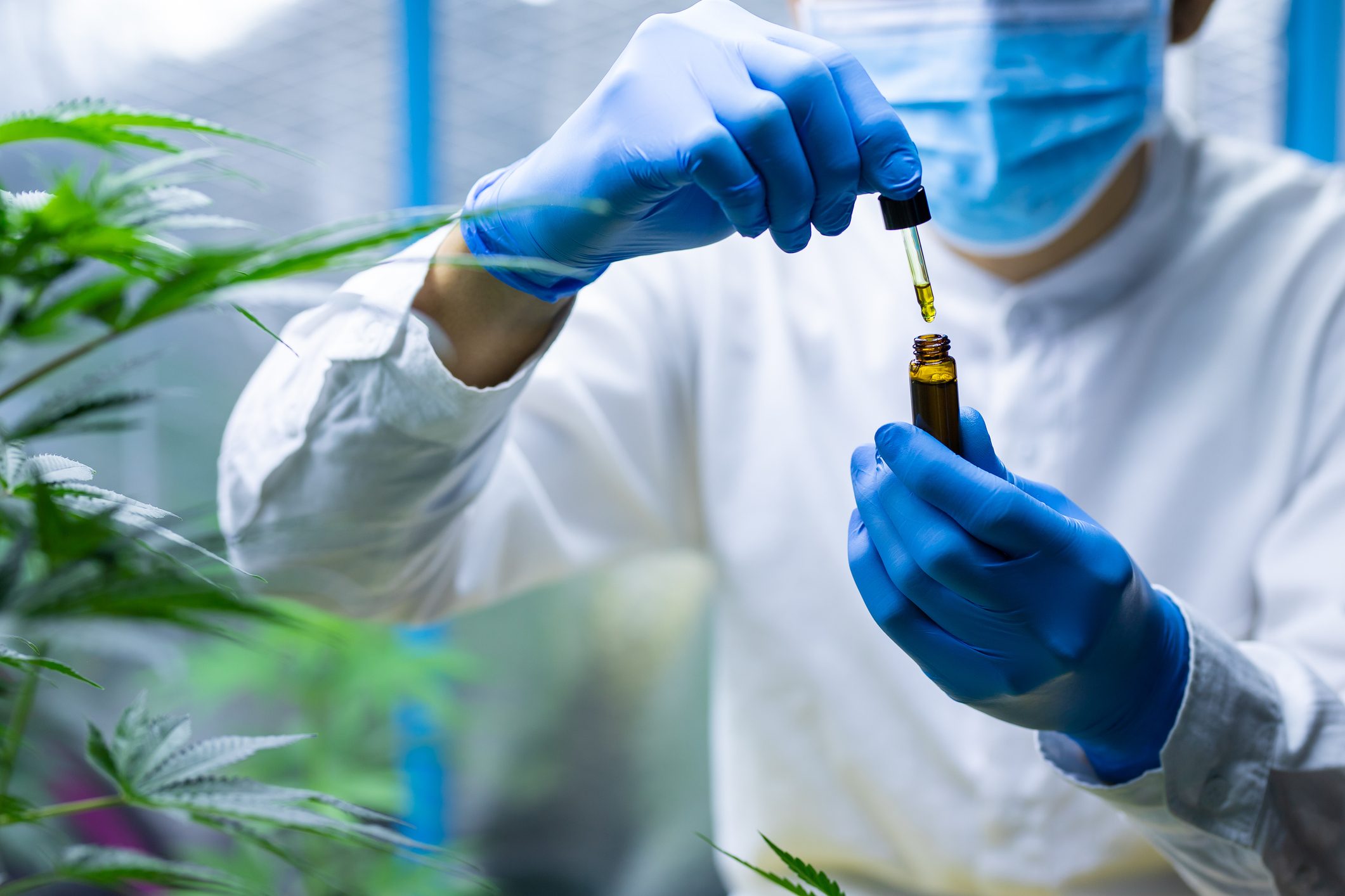 medical scientist with mask and gloves checking hemp oil
