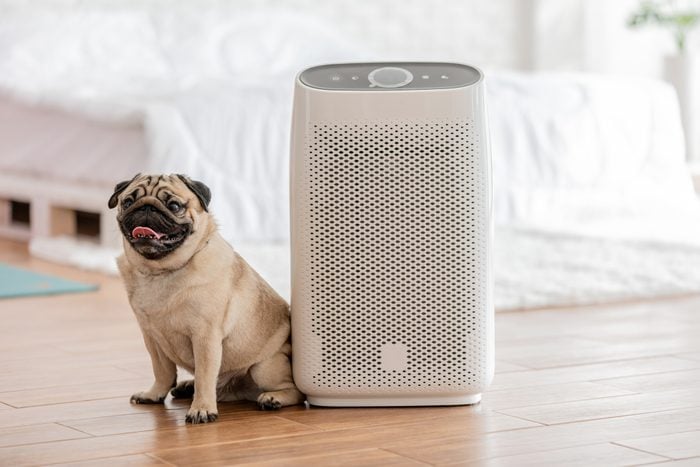dog sitting next to an air purifier in home
