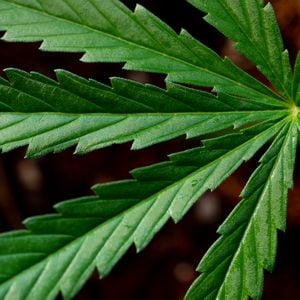 close up of sativa cannabis plant