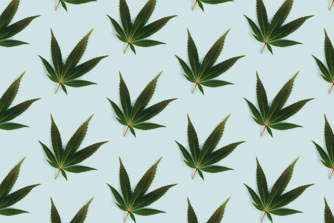 Big beautiful green leaf of marijuana close up