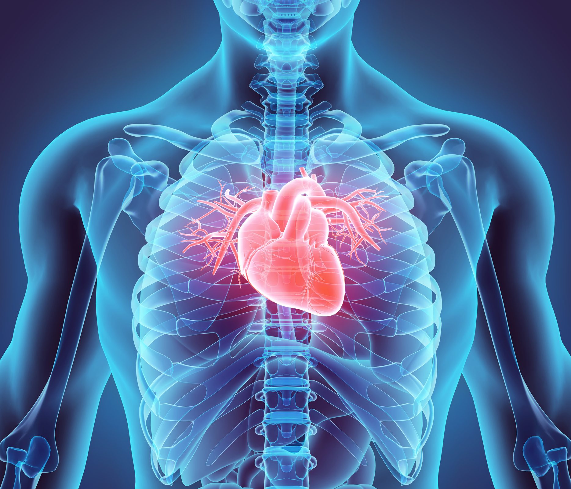 3D illustration of Heart in chest