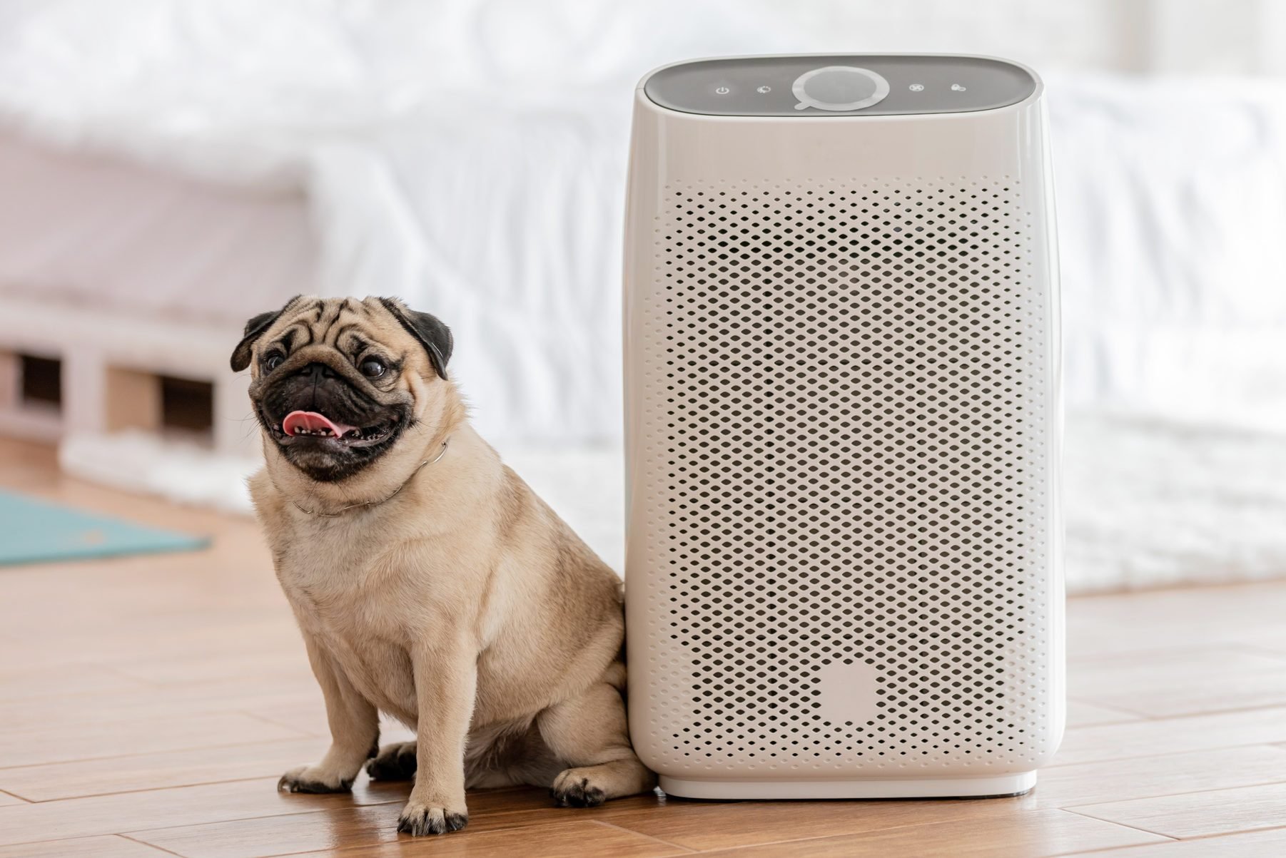 Dog Pug Breed and Air purifier in cozy white bed room for filter and cleaning removing dust PM2.5 HEPA in home,for fresh air and healthy life,Air Pollution Concept