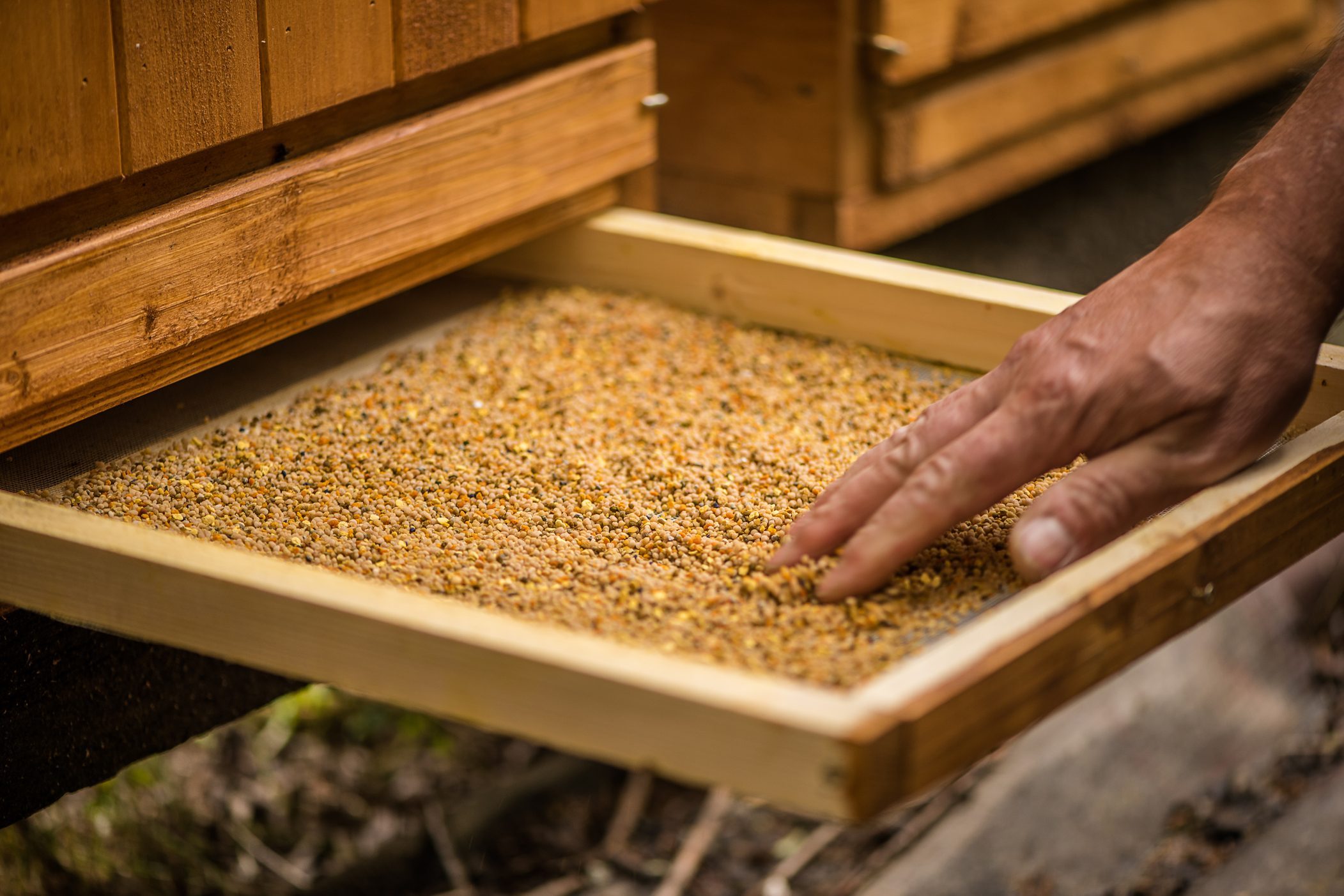 detail van imker die stuifmeel propolis lade uit bijenkorf haalt