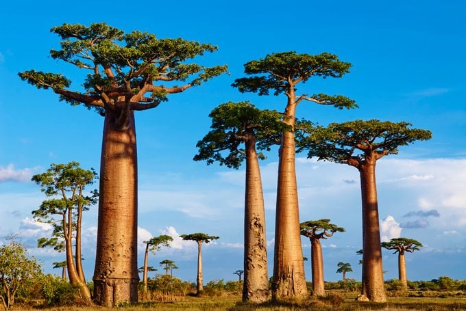 Madagascar, Morondava, Baobab Trees