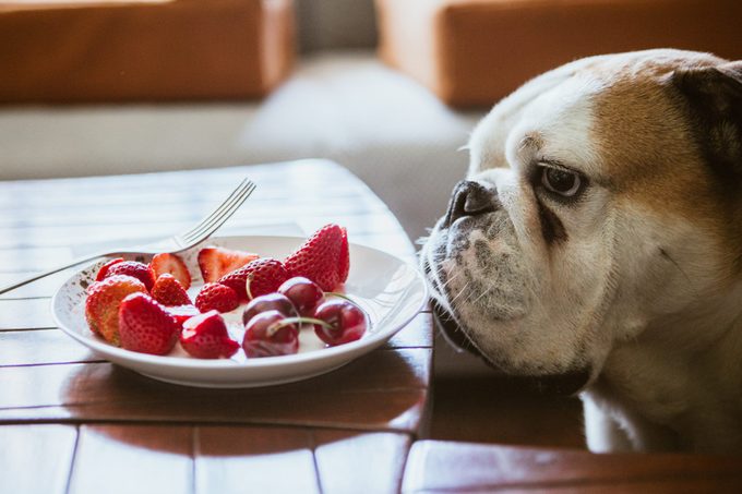 english bulldog begging for food