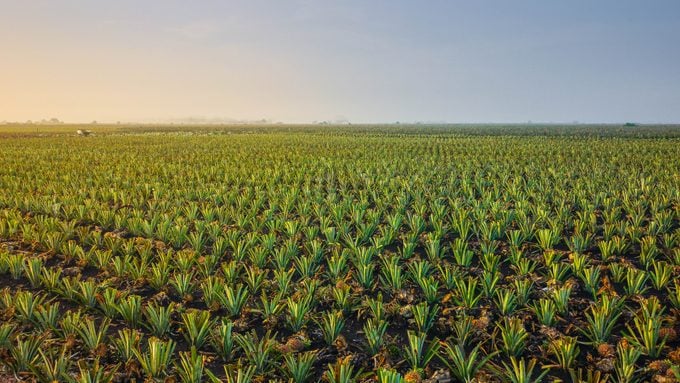 Pineapple field against blue sky