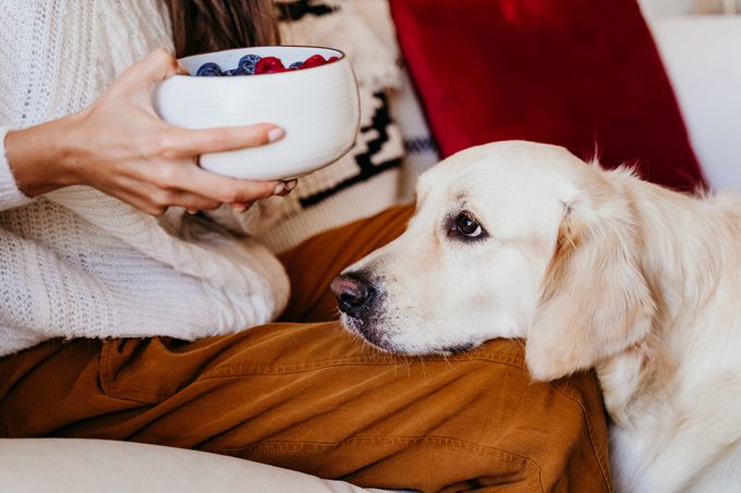 woman holding a bowl of fruits with blueberries and raspberries at home during breakfast.  Nice golden retriever dog too.  Healthy breakfast with fruits and sweets.  indoor lifestyle