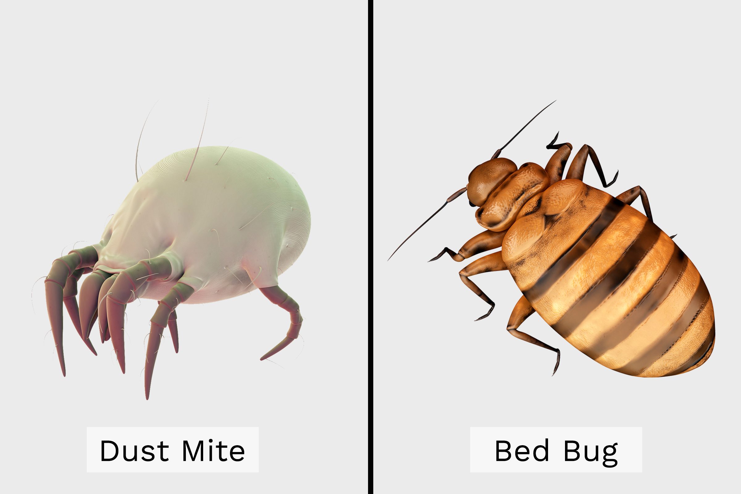 Do Dust Mites Bite?  The Family Handyman