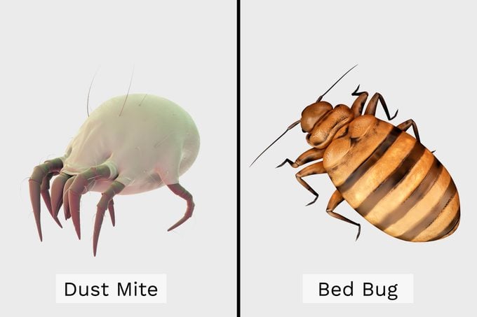 Dust Mite Vs Bed Bug Side By Side Illustration