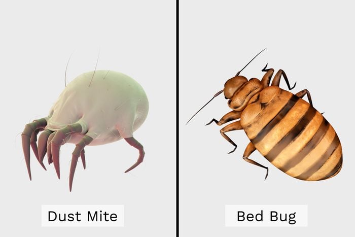 dust mites vs bed bugs mattress protector