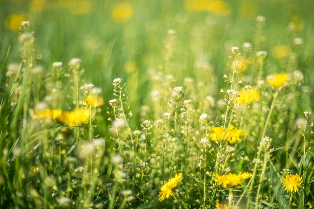 Alpine Meadow With Yellow Dandelions Flowers and flowery grass that causes allergy to some