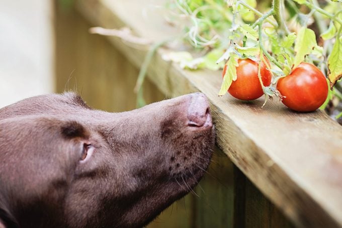 dog sniffing tomatoes growing on a vine