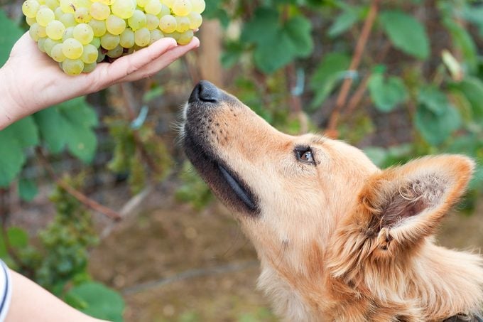 Basque sheepherd dog smelling some grapes held in an anonymous woman's hand