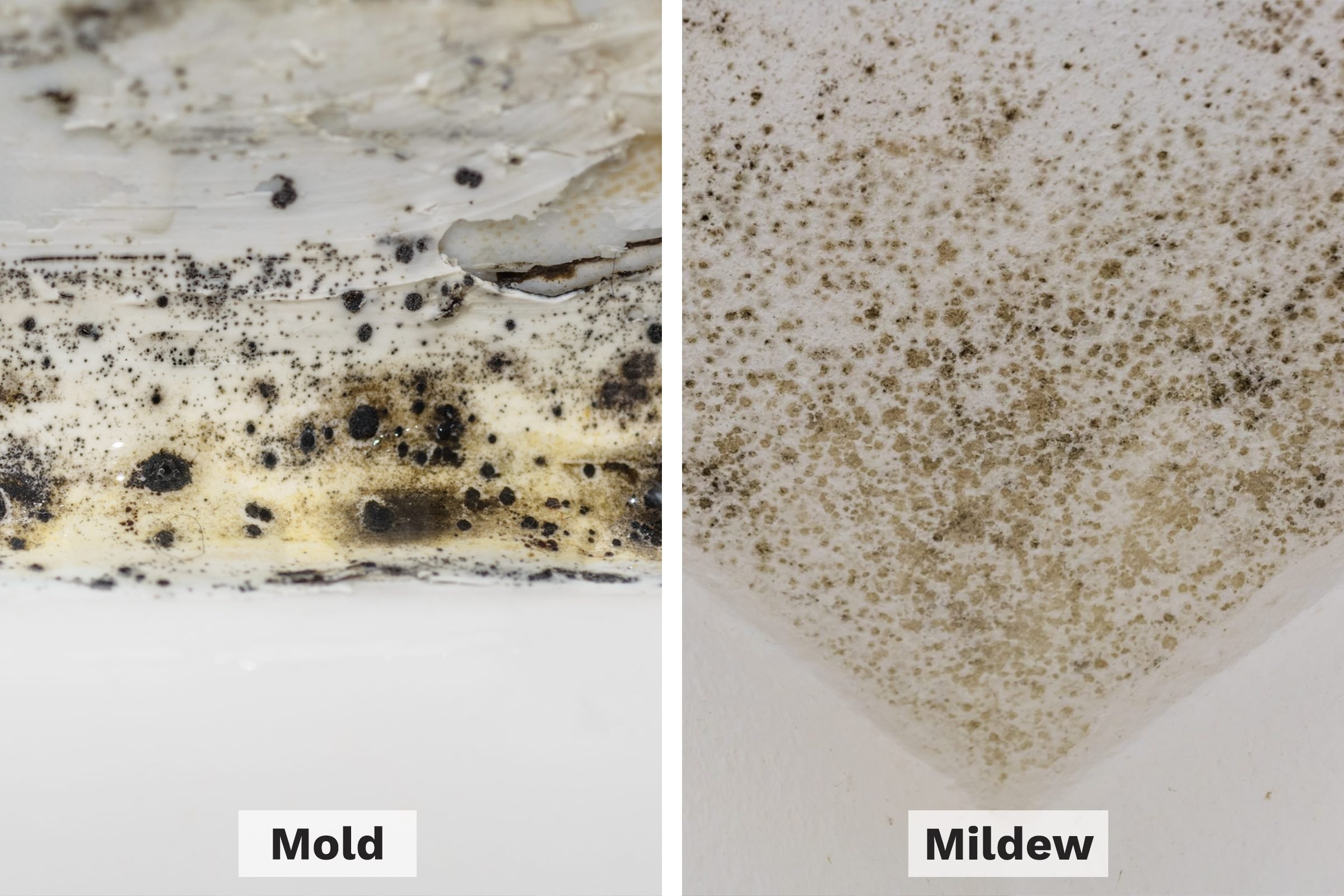 The Difference between Black and Green Mold