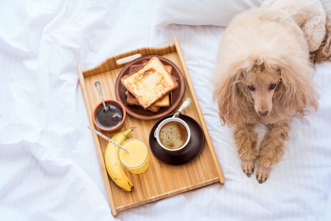 tray with breakfast foods, including bananas, french toast, and coffee, on a bed with white sheets; a dog sits next to the tray