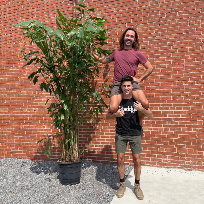 man on another mans shoulders next to a large potted tree