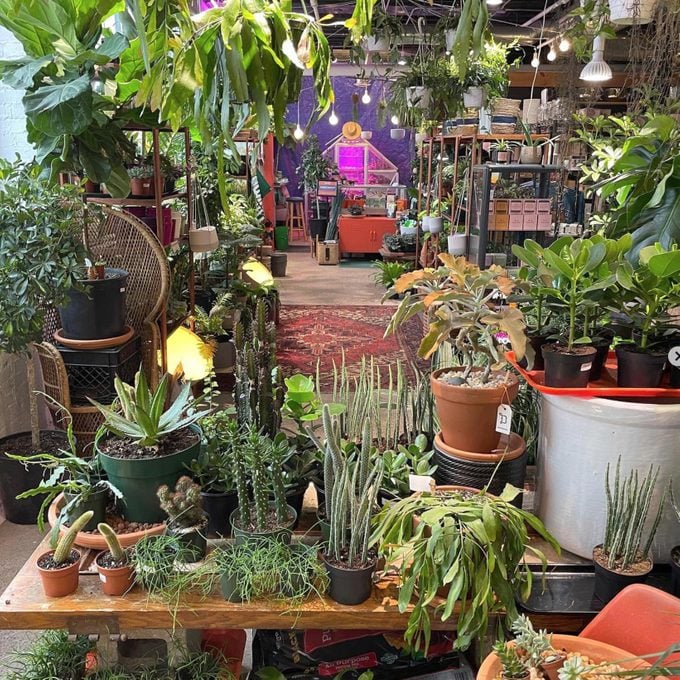 negozio di piante pieno di molte piante