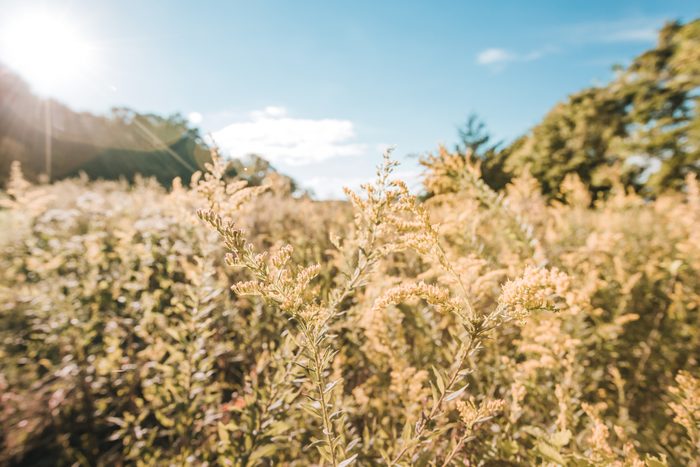a field of ragweed in the afternoon light during fall