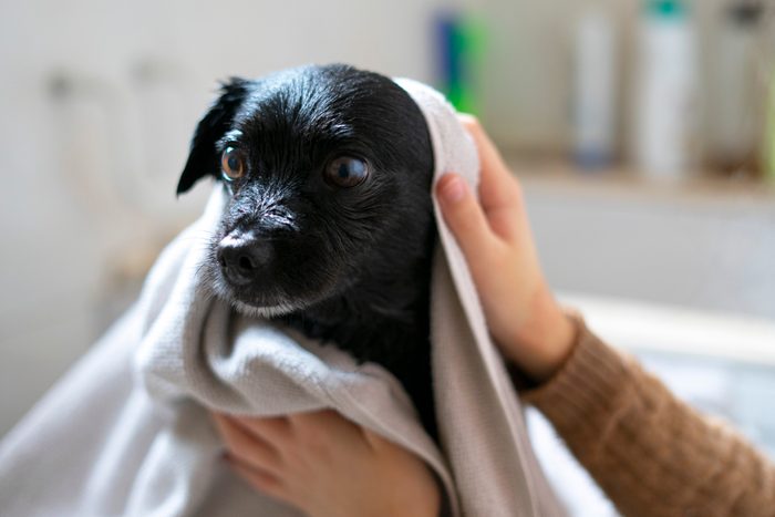 Woman drying a black dog with a towel.