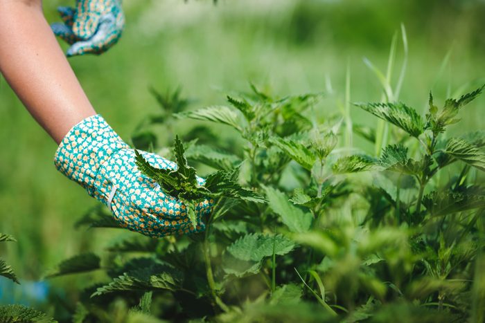Woman picking fresh nettle leaves with protection gloves in the garden. Selective focus