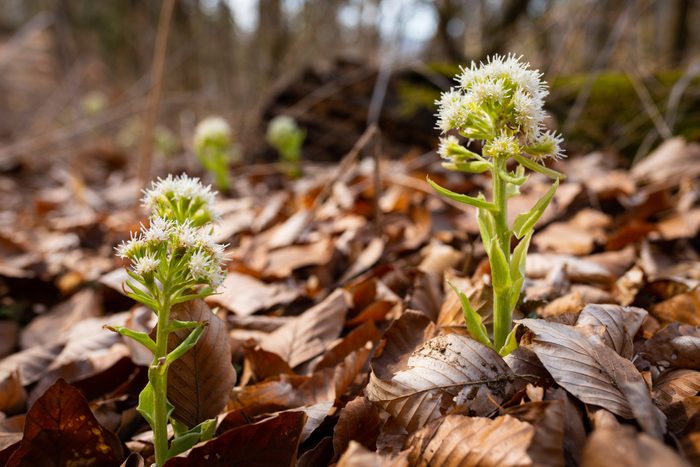 Closeup of white butterbur flowers in a forest