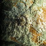 5 Silent Signs You’re Being Exposed to Mold