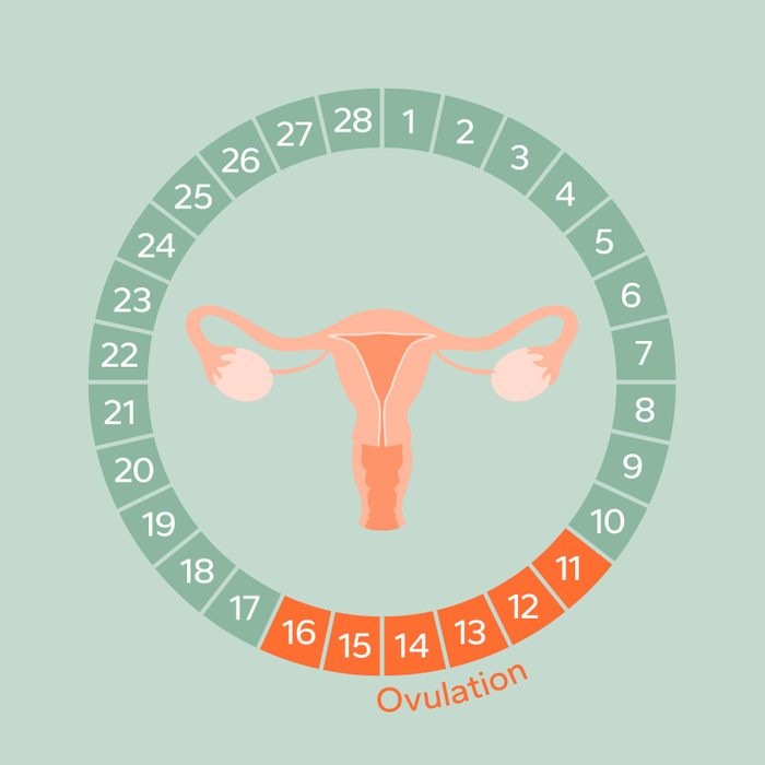 Monthly Cycle Phases - Ovulation