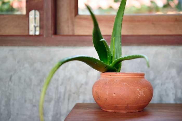 Aloe vera plant in a terra cotta pot