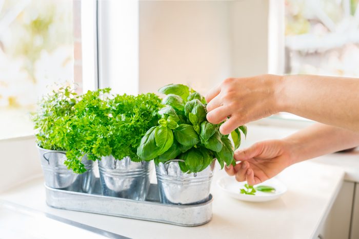 Close up woman's hand picking leaves of basil greenery in an indoor herb garden