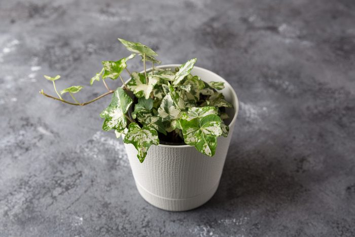Indoor Ivy plant in a pot on a dark background