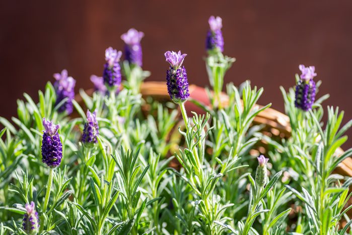 Closeup of blooming lavender plant