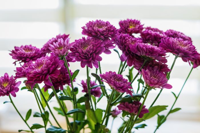 A bouquet of purple chrysanthemums on the window, selective focus.