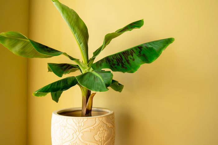 Banana Musa plant in pot with a yellow wall