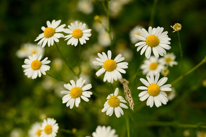 Close up of blooming chamomile